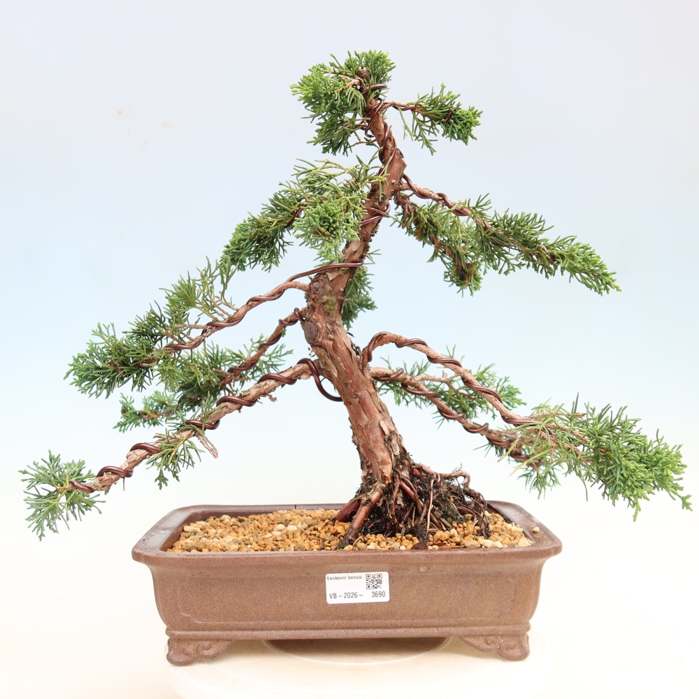 Bonsai da esterno - Juniperus chinensis Kishu
