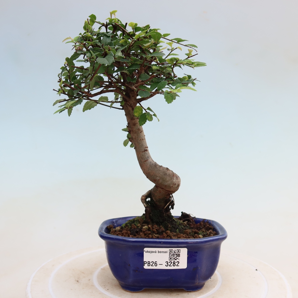 Camera bonsai - Ulmus parvifolia - Olmo a foglie piccole
