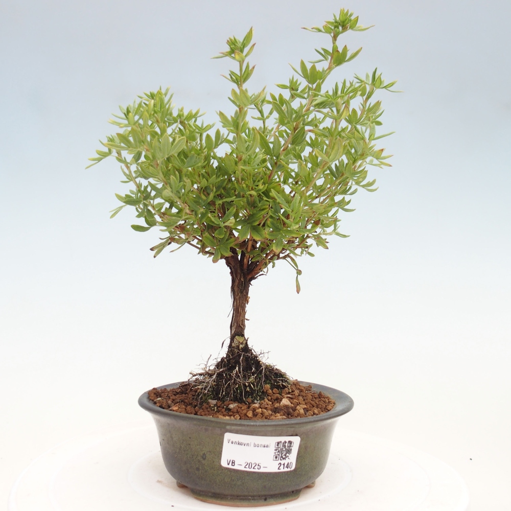 Bonsai da esterno - Potentila fruticosa yellow Bird