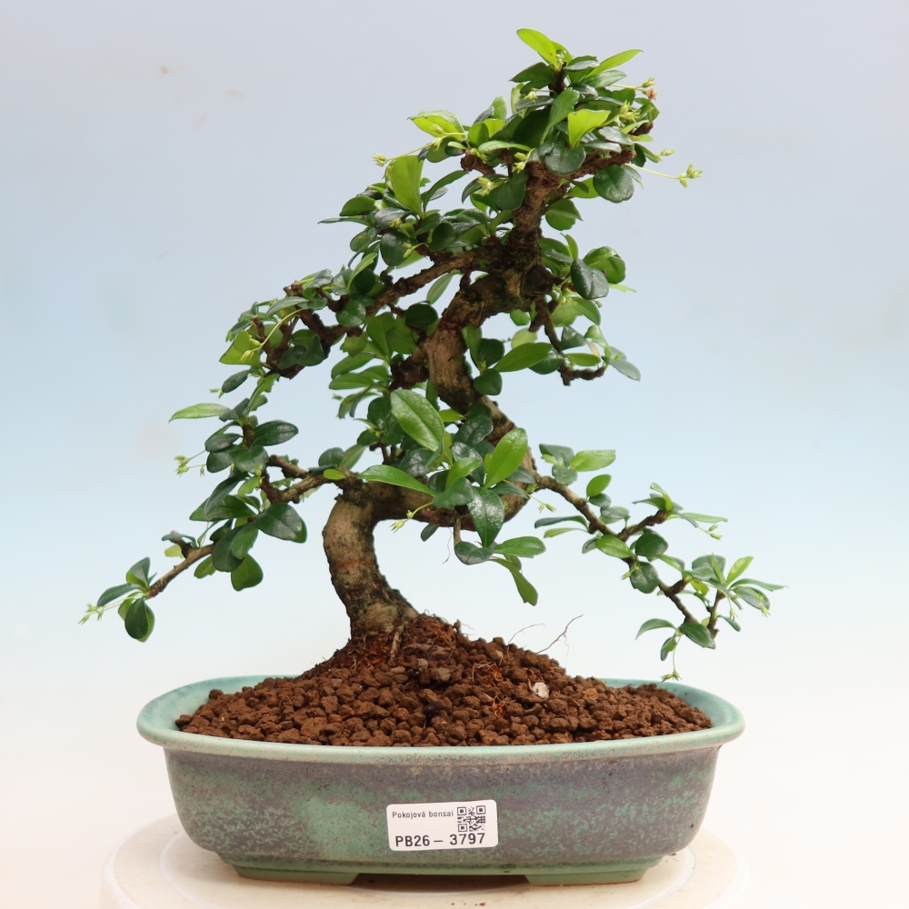 Camera bonsai - Carmona macrophylla - Tea fuki