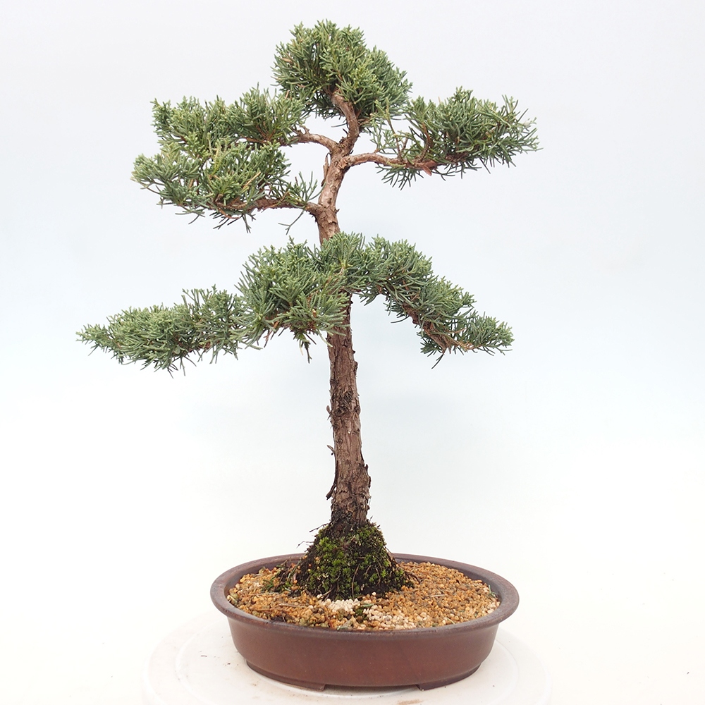 Bonsai da esterno - Juniperus chinensis Kishu