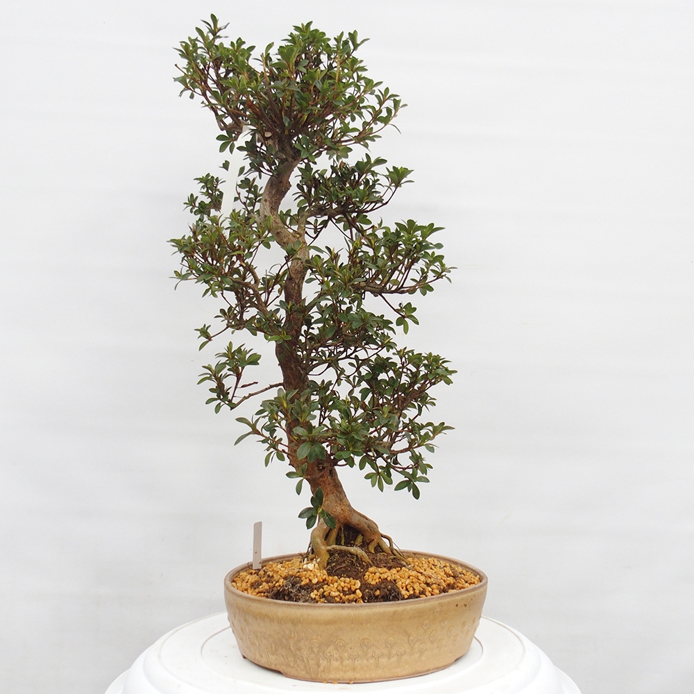 Bonsai da esterno - Azalea giapponese - Azalea Hanatsuzuri