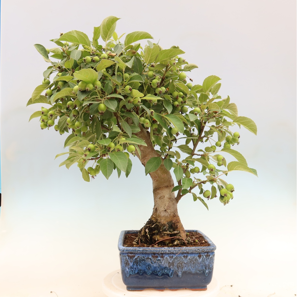 Bonsai da esterno -Malus halliana - Melo a frutto piccolo