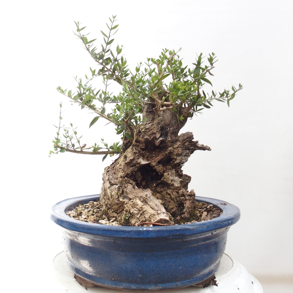 Bonsai da interno - Olea europaea sylvestris