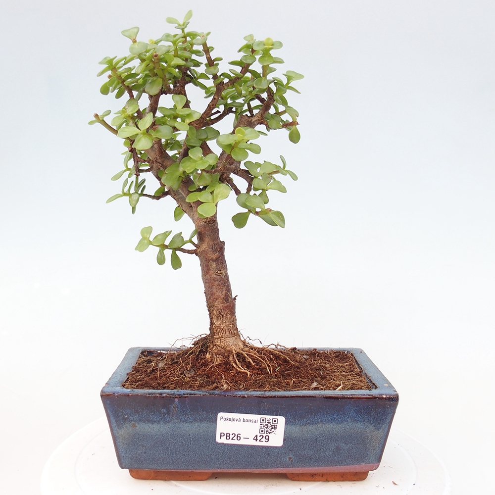 Camera bonsai - Portulakaria Afra - Tlustice