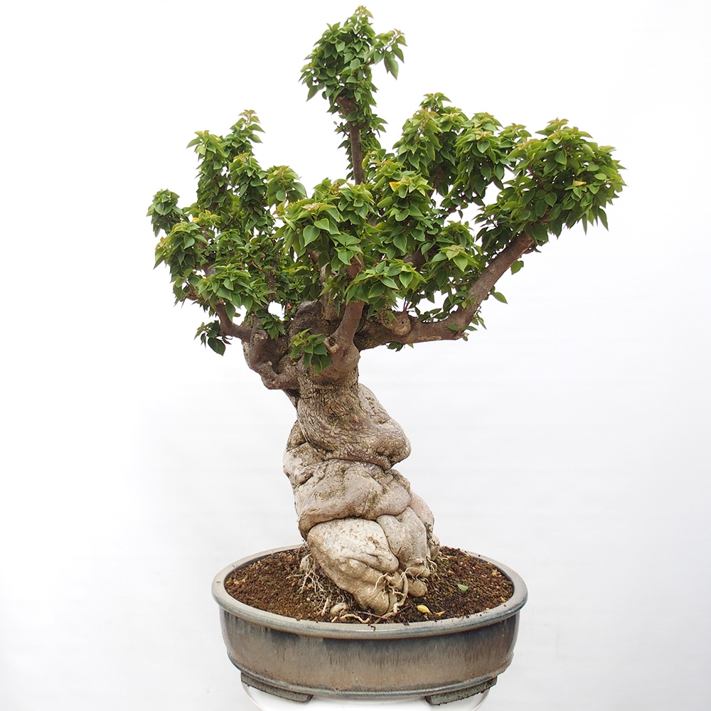 Camera bonsai - Bouganwilea
