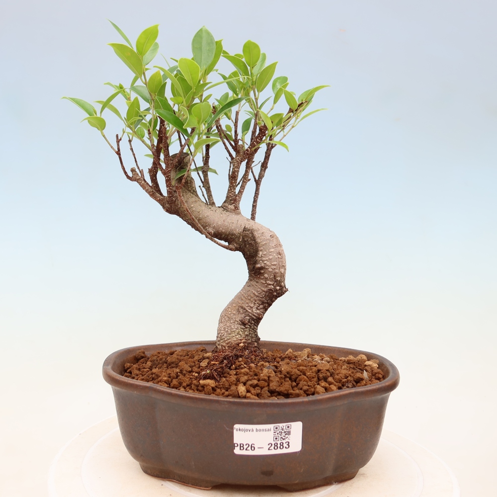 Camera bonsai - Ficus kimmen - ficus a foglie piccole