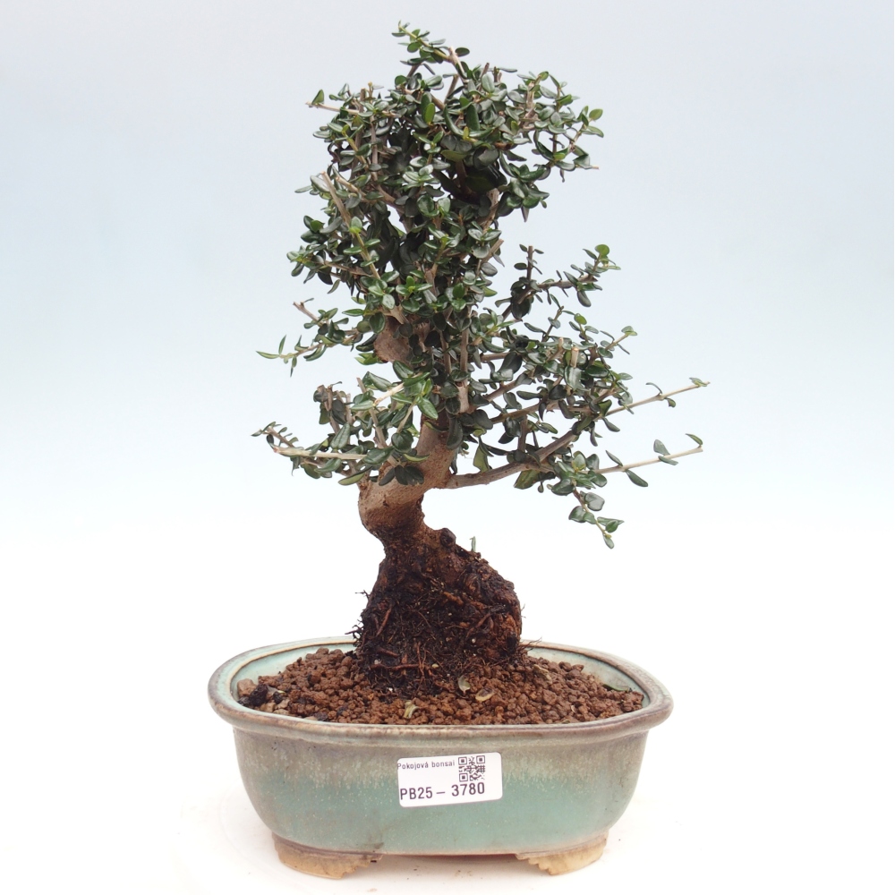 Bonsai da interno - Olea europaea sylvestris