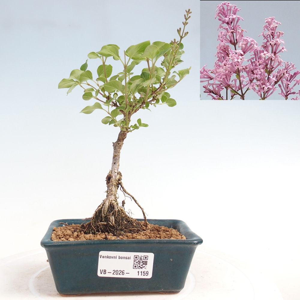 Bonsai da esterno - Syringa Meyeri Palibin - Lillà di Meyer