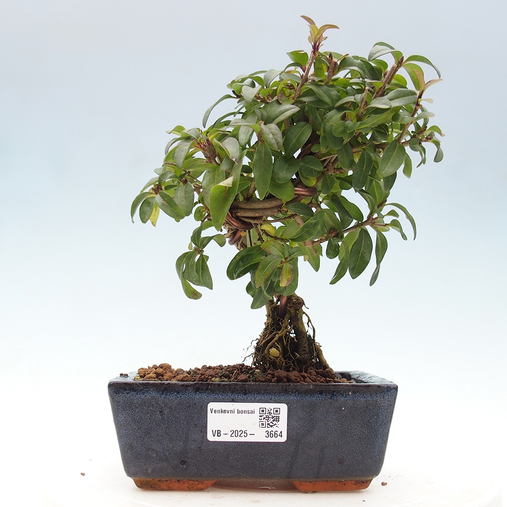 Bonsai da esterno - Ligustrum vulgare - Becco d'uccello