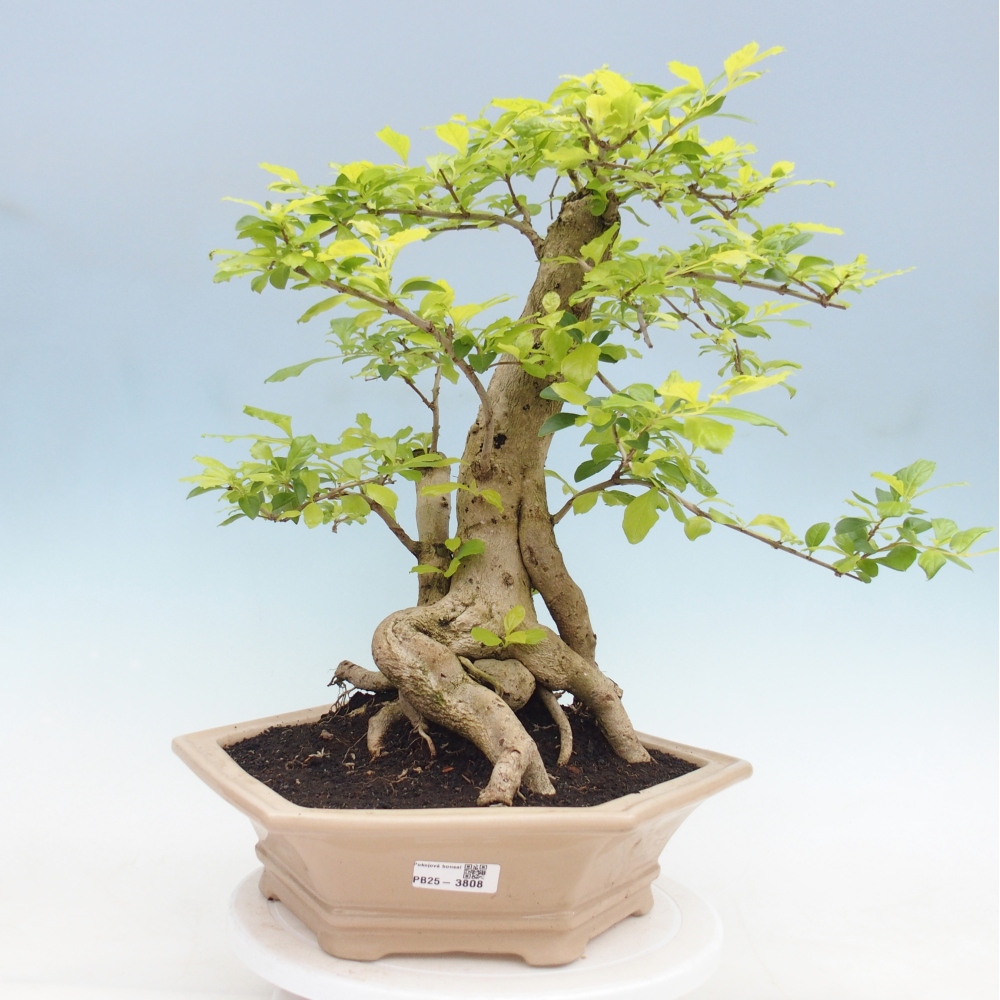 Bonsai da camera - Duranta erecta Aurea - SOLO RITIRO PERSONALE o trasporto su pallet