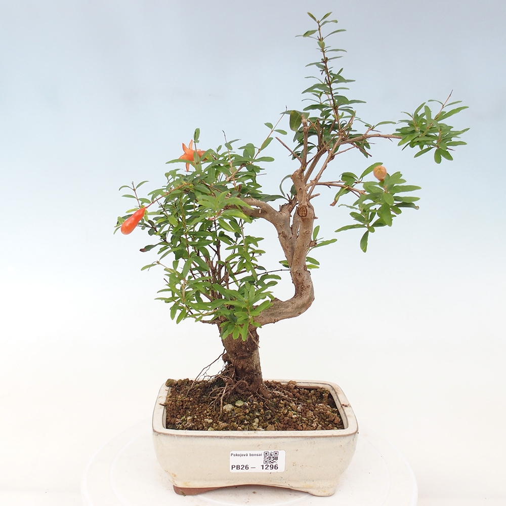 Camera bonsai-PUNICA granatum nana-Mela granata