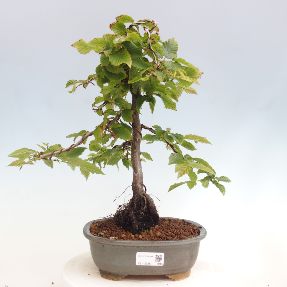 Bonsai da esterno - Carpino - Carpinus betulus