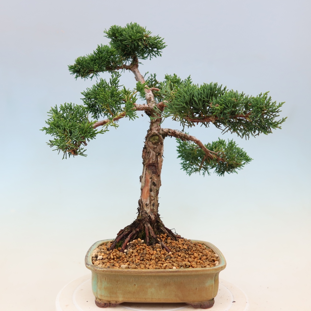 Bonsai da esterno - Juniperus chinensis Kishu