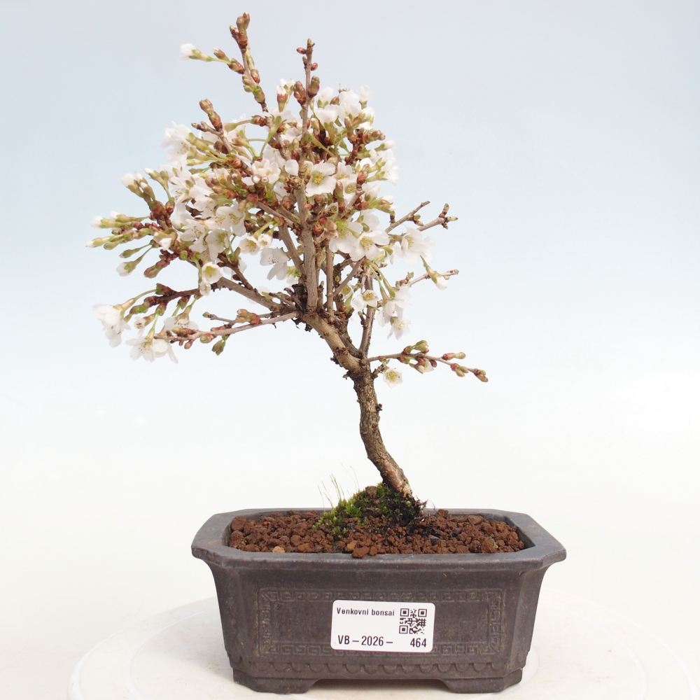 Bonsai da esterno - Prunus incisa Kojou-no mai-Plivon ritagliato