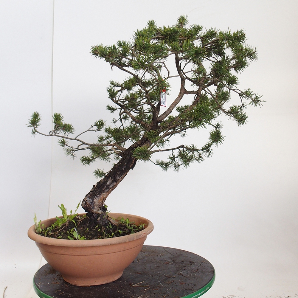 Yamadori - Pinus sylvestris Spagna