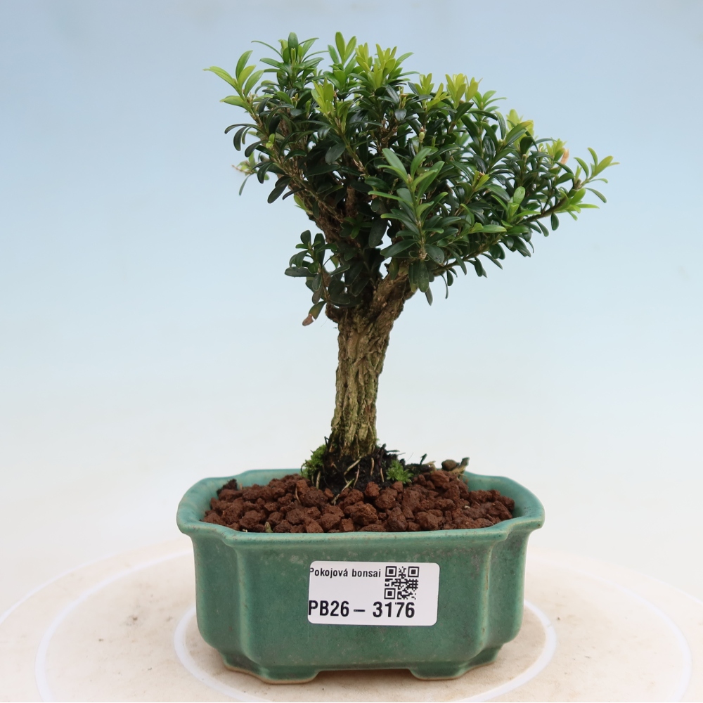 Camera bonsai - Buxus harlandii - buxus da sughero