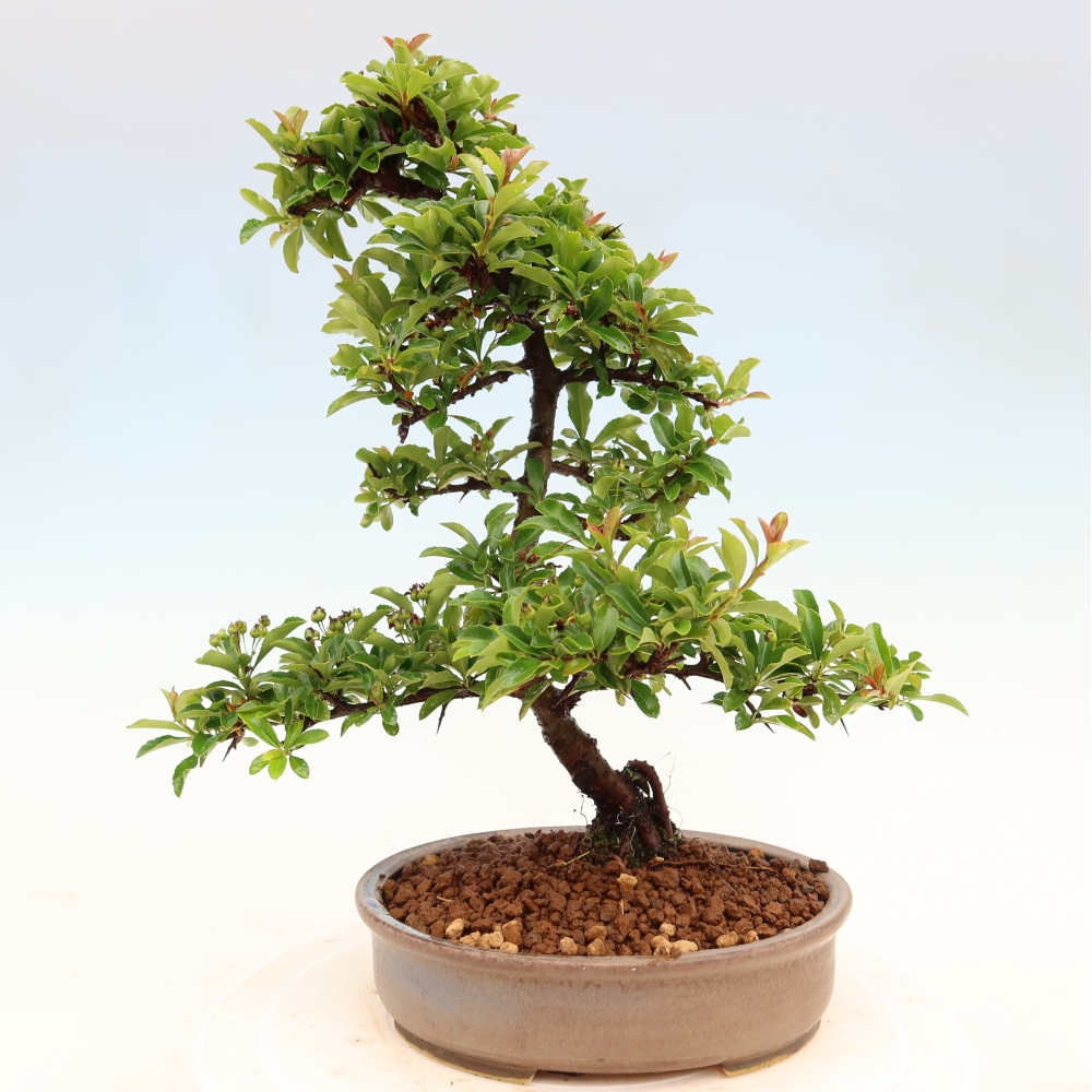 Bonsai da esterno - Pyracantha teton - Pyracantha scarlatta