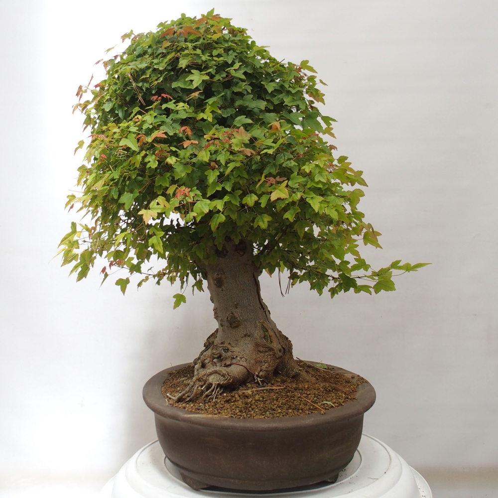 Bonsai da esterno - Acer Buergerianum - Acero di Burger