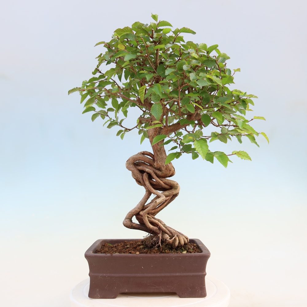 Bonsai da esterno -Carpinus Coreana - Carpino coreano