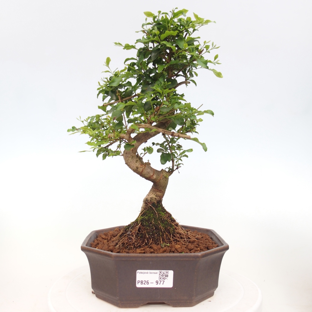 Camera bonsai -Ligustrum chinensis - Becco d'uccello
