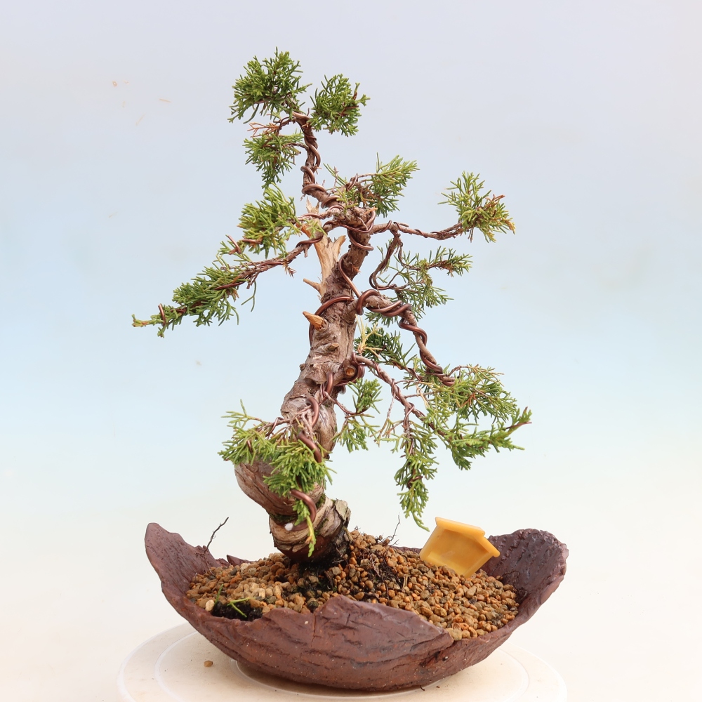 Bonsai da esterno - Juniperus chinensis Itoigawa-Juniperus chinensis