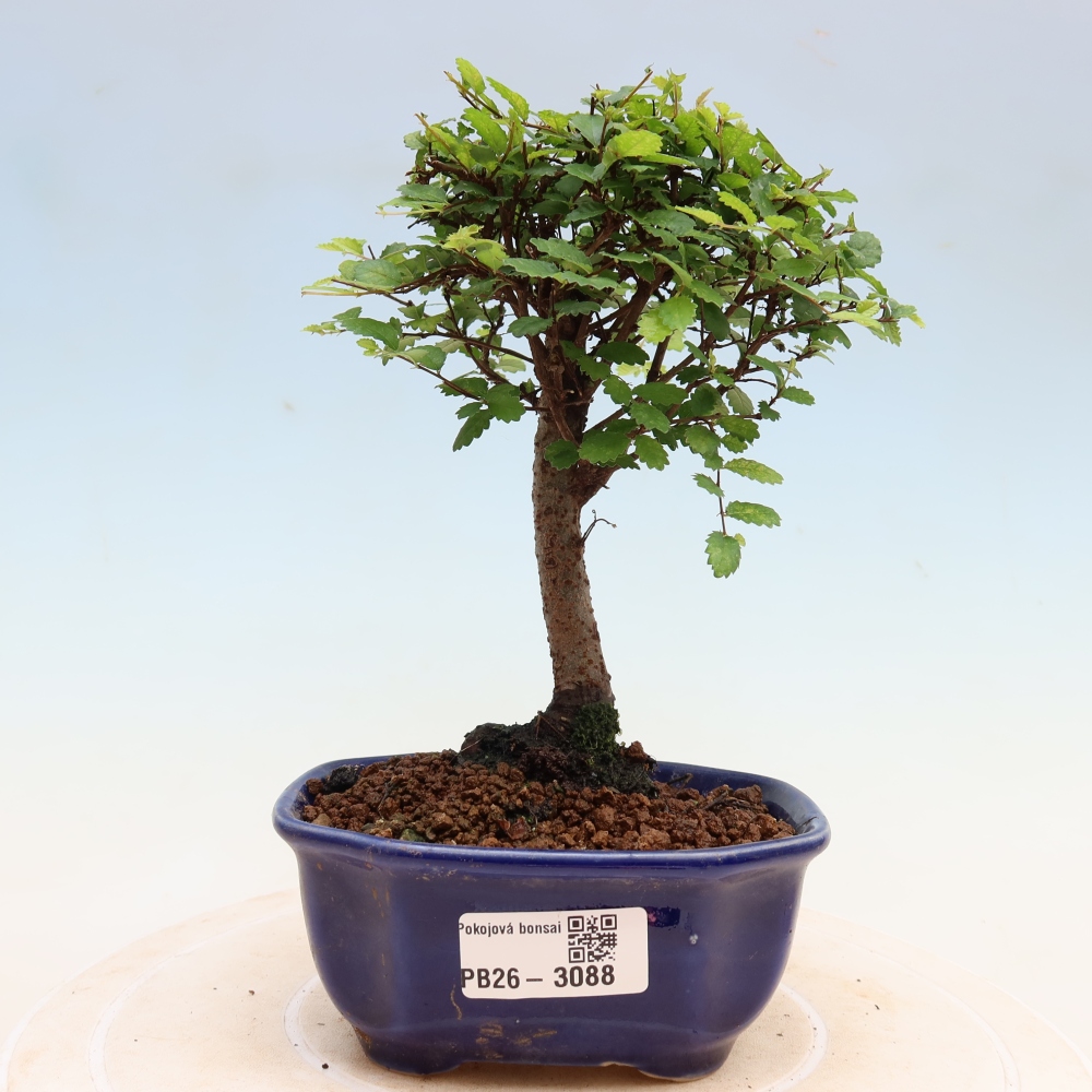 Camera bonsai - Ulmus parvifolia - Olmo a foglie piccole
