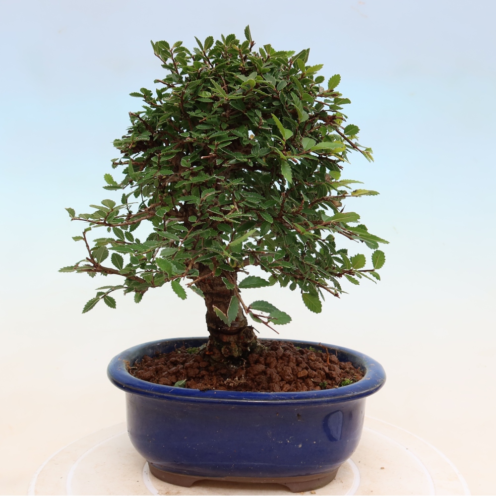 Bonsai da esterno - Zelkova - Zelkova NIRE