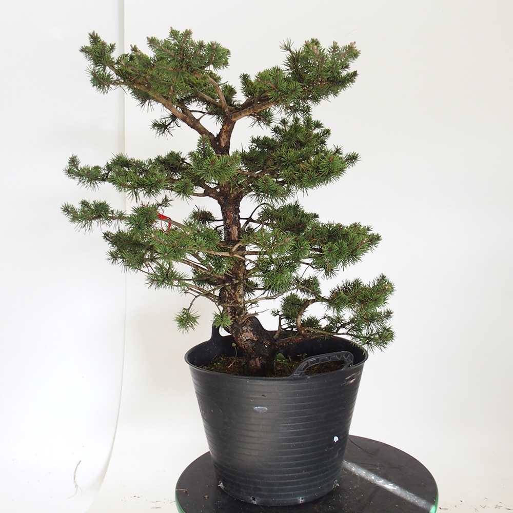 Yamadori - Pinus sylvestris Spagna