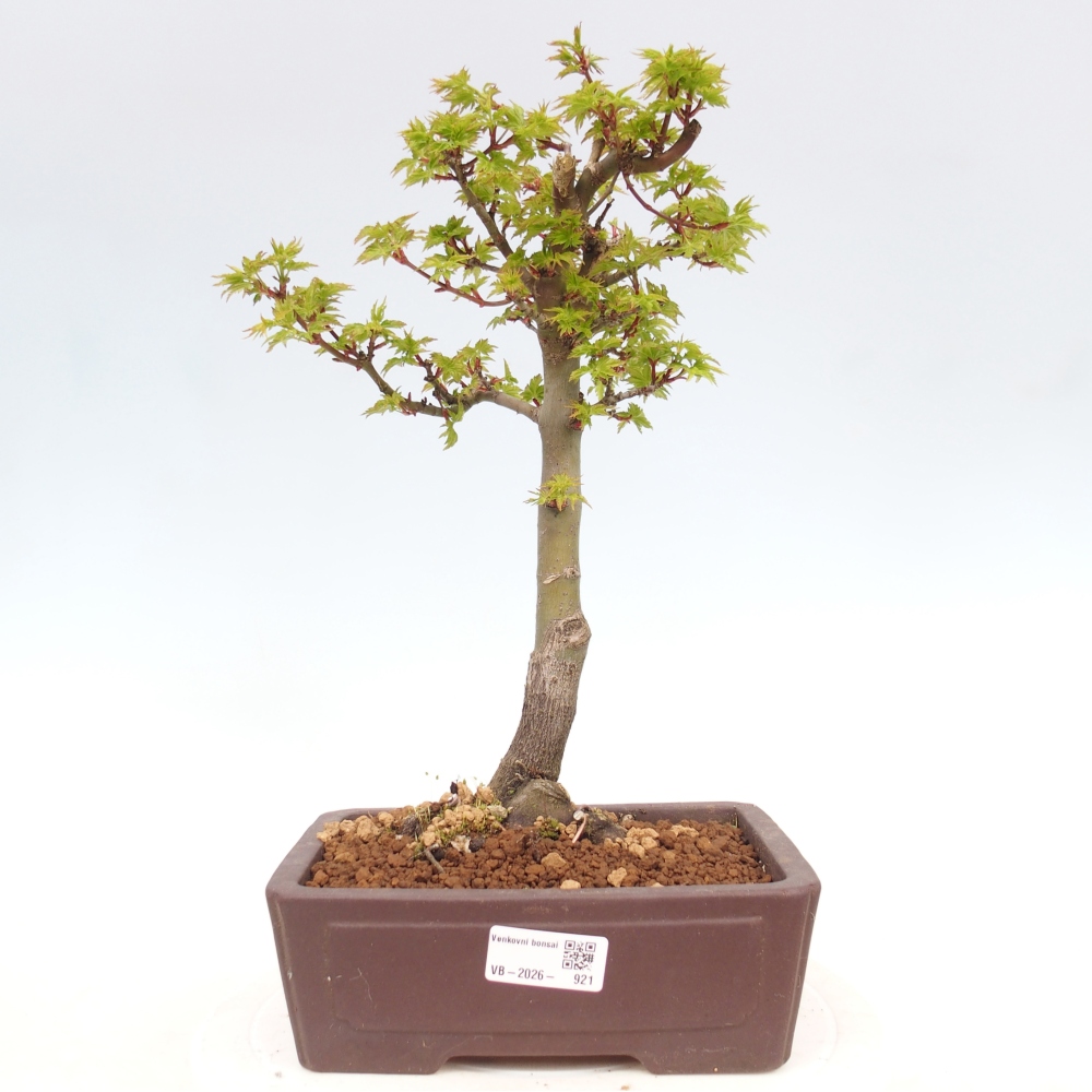 Bonsai da esterno -Palma di Giava Acer palmatum Shishigashira