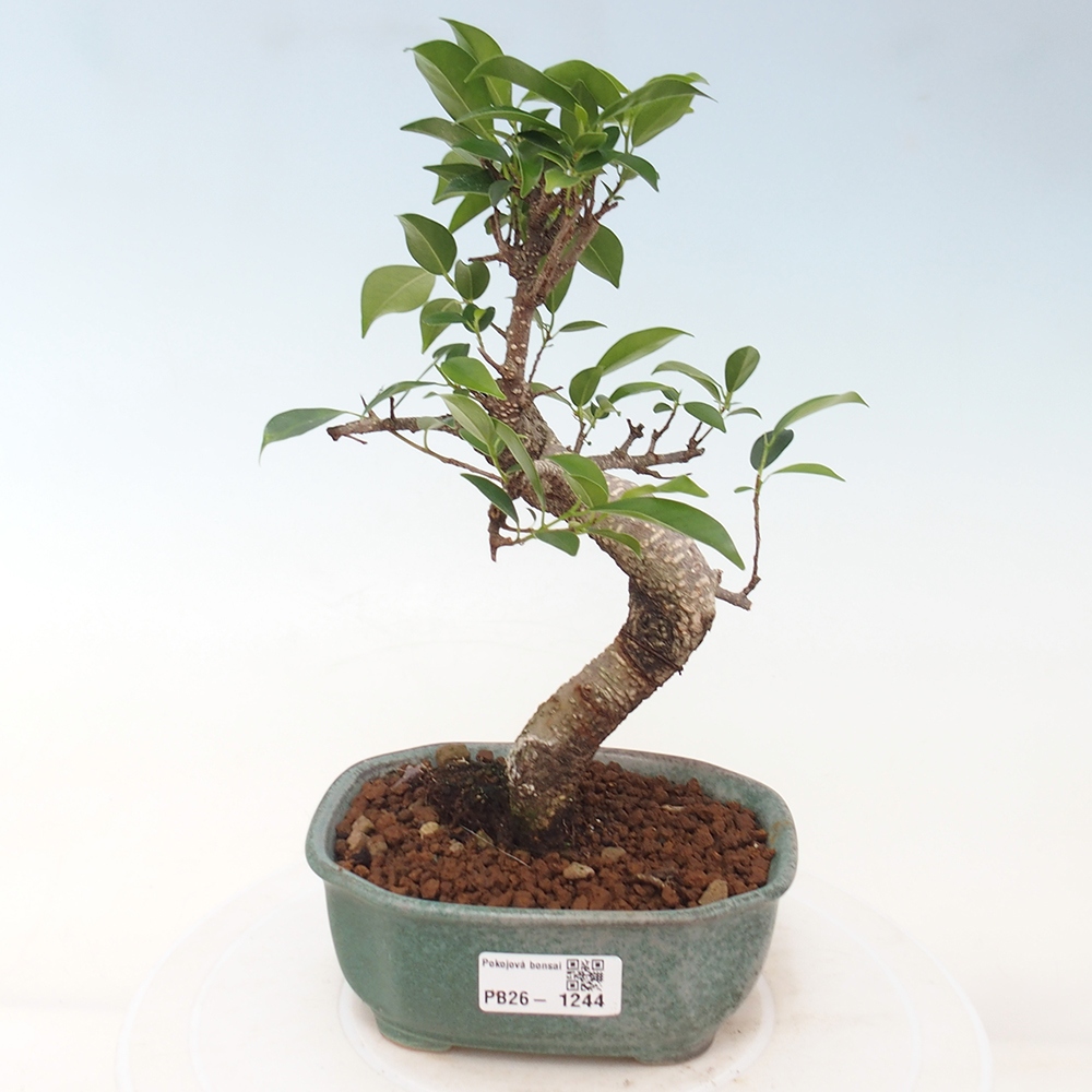 Camera bonsai - Ficus retusa - ficus a foglie piccole