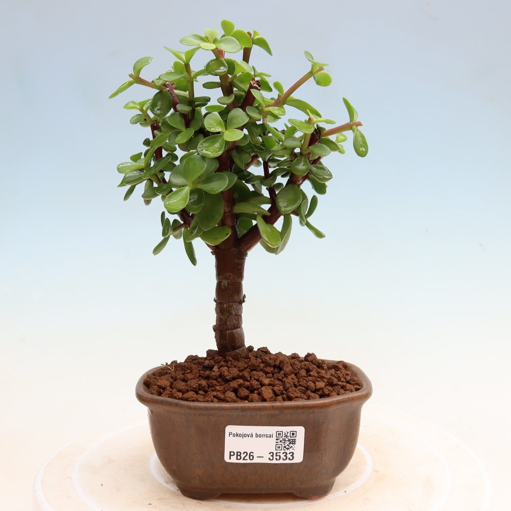 Camera bonsai - Portulakaria Afra - Tlustice