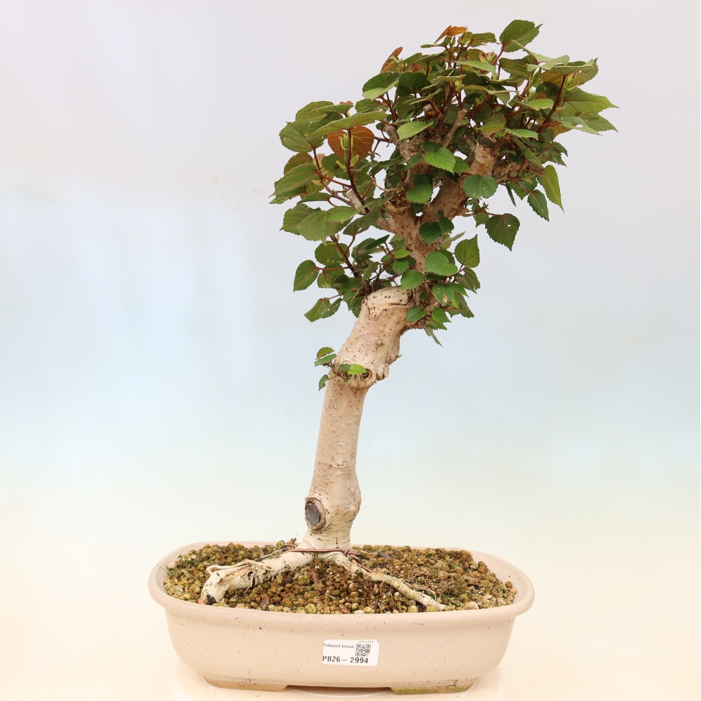 Bonsai da interno - Hibiscus tiliaceus - Ibisco marino