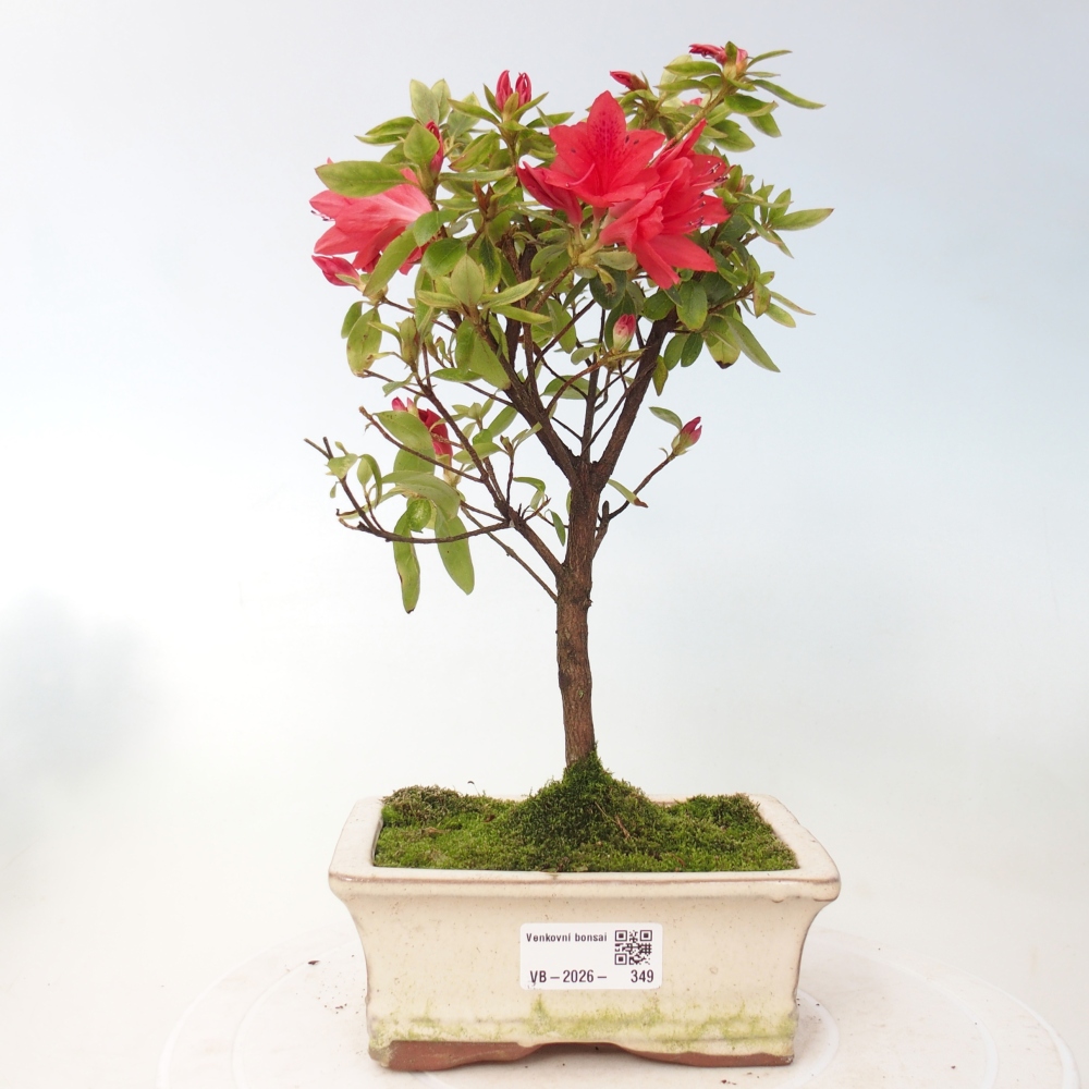 Bonsai da esterno - Azalea giapponese - Azalea sp.