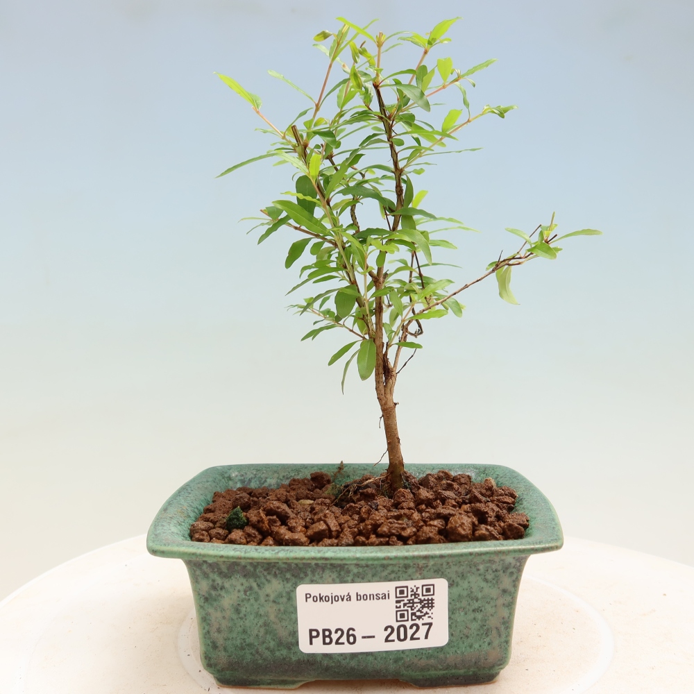 Camera bonsai-PUNICA granatum nana-Mela granata