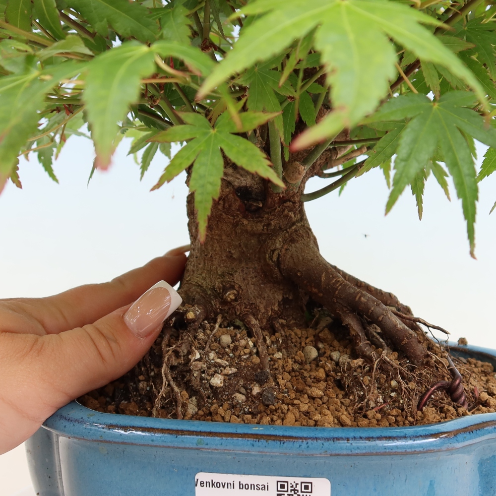 Bonsai da esterno - Acero Burger - Acer Burgerianum