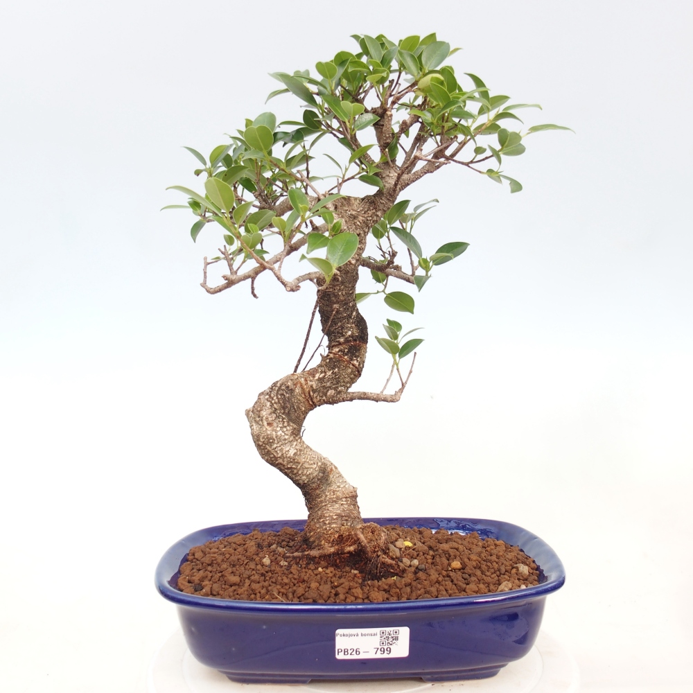 Camera bonsai - Ficus kimmen - ficus a foglie piccole