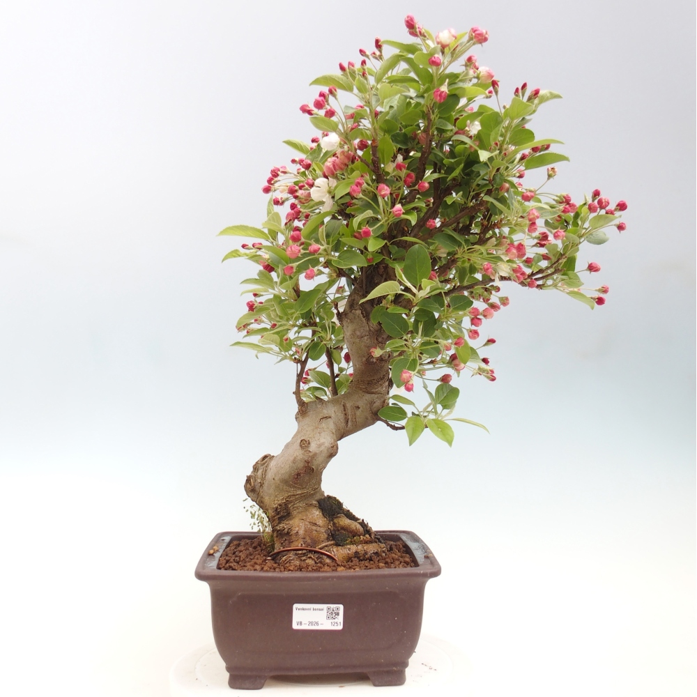 Bonsai da esterno -Malus halliana - Melo a frutto piccolo