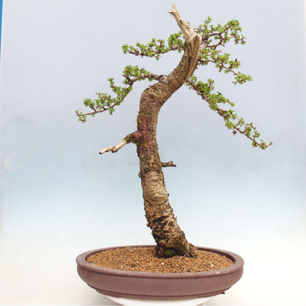 Bonsai da esterno -Larix decidua - Larice - Solo trasporto su pallet