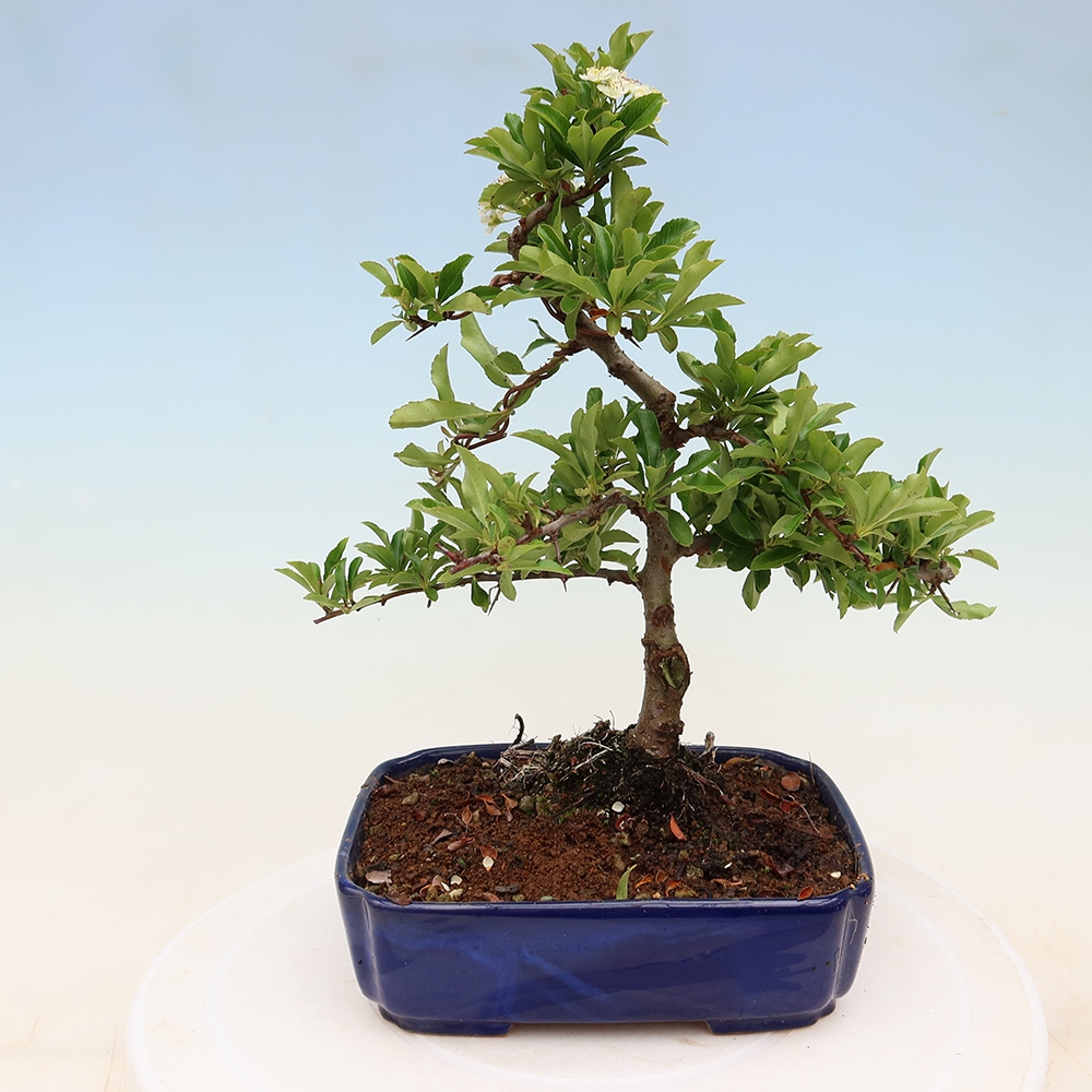 Bonsai da esterno - Pyracantha teton - Pyracantha scarlatta
