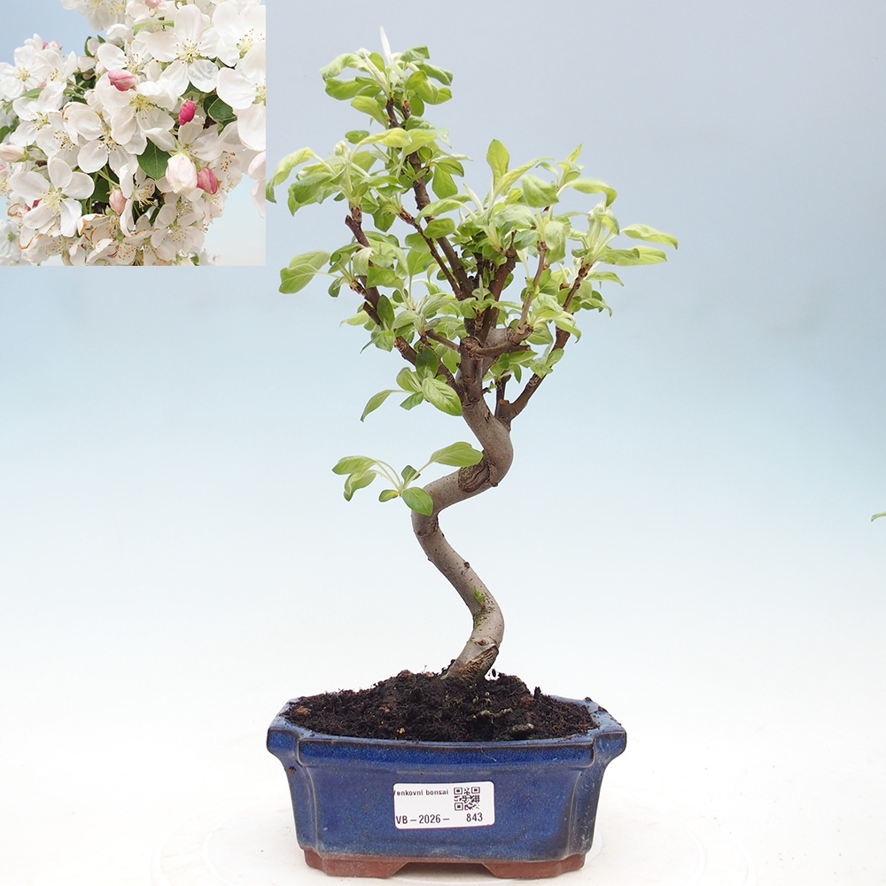 Bonsai da esterno -Malus halliana - Melo a frutto piccolo