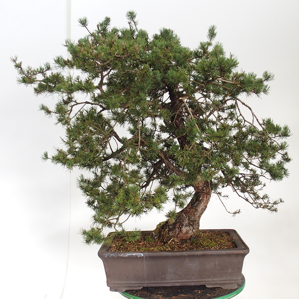Yamadori - Pinus sylvestris Spagna