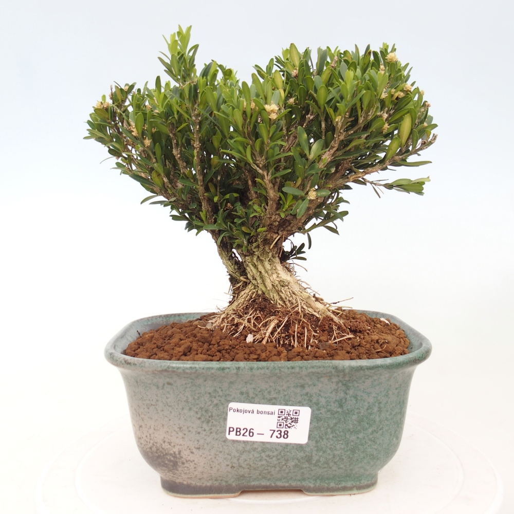 Camera bonsai - Buxus harlandii - buxus da sughero