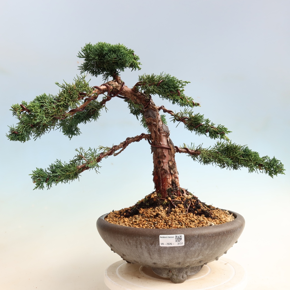 Bonsai da esterno - Juniperus chinensis Kishu