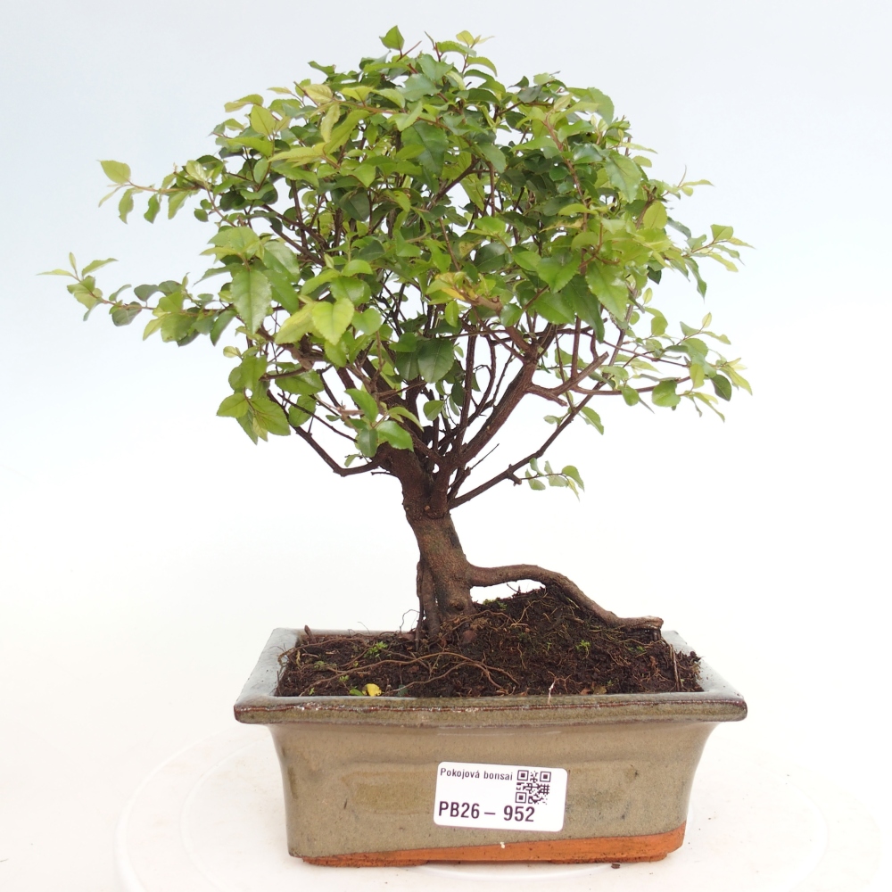 Camera bonsai - Sageretia thea - Sageretia thea