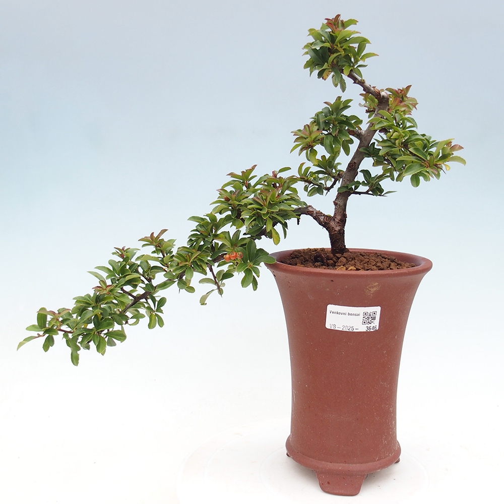 Bonsai da esterno-Pyracantha Teton -Hlox
