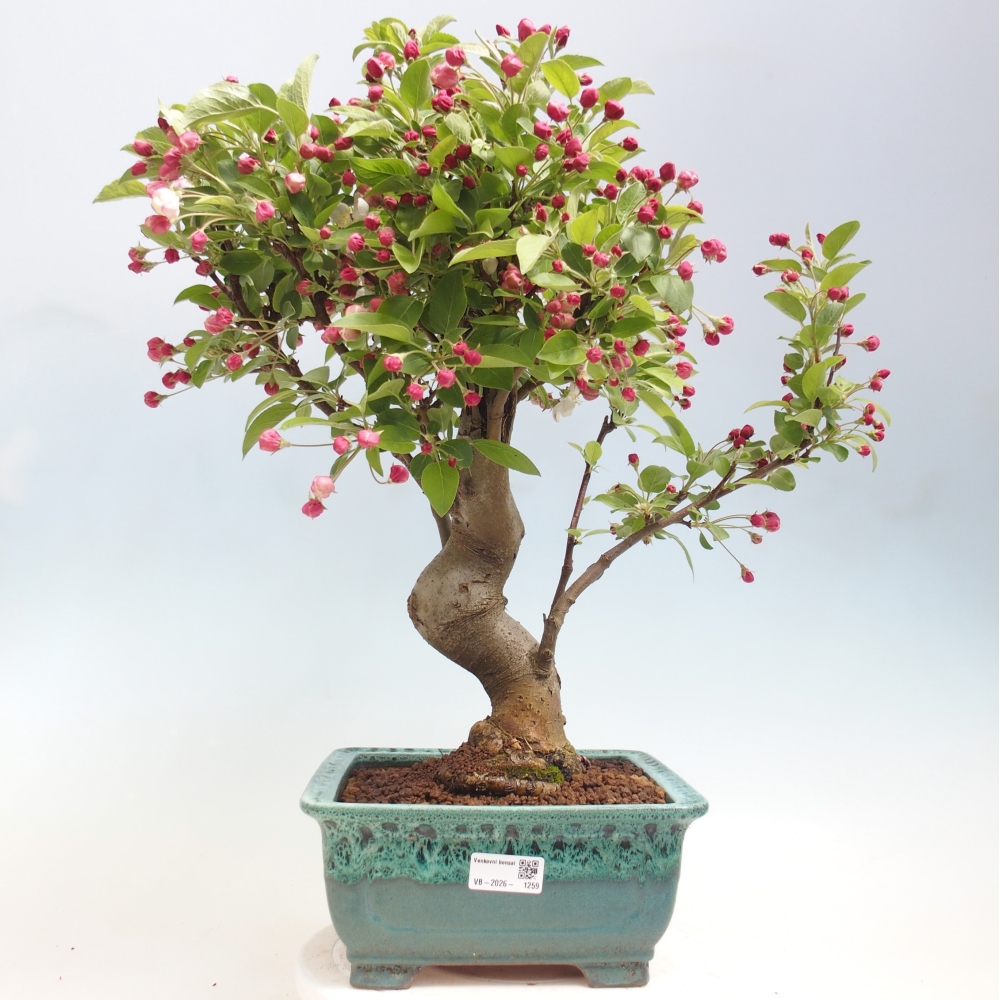 Bonsai da esterno -Malus halliana - Melo a frutto piccolo