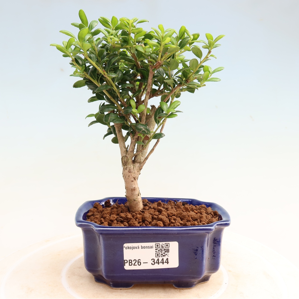 Camera bonsai - Ilex crenata - Agrifoglio