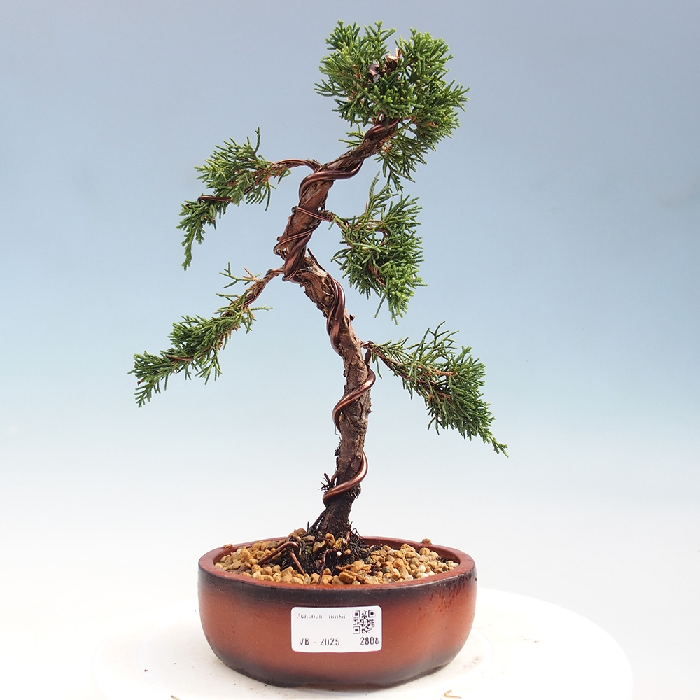 Bonsai da esterno - Juniperus chinensis Kishu