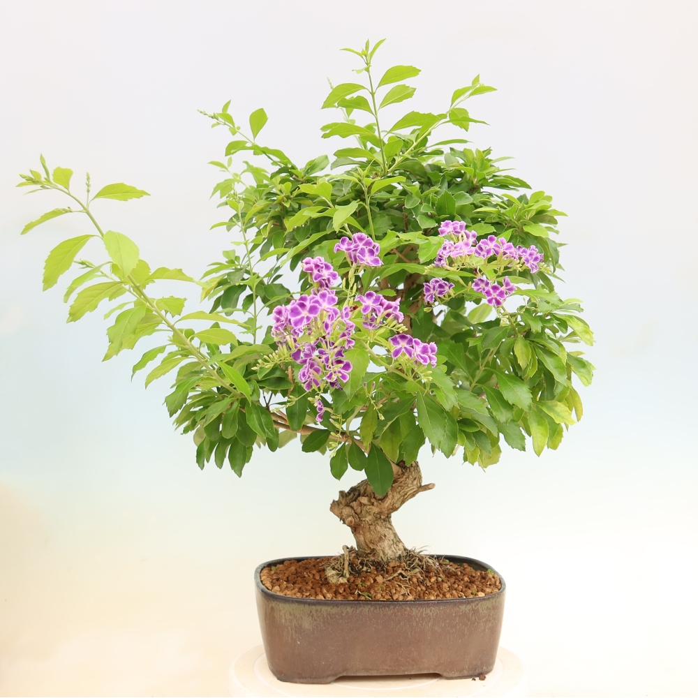Camera bonsai - Duranta erecta Aurea